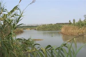 沙家浜風(fēng)景區(qū)全攻略 門票、地址、亮點與游玩路線一網(wǎng)打盡